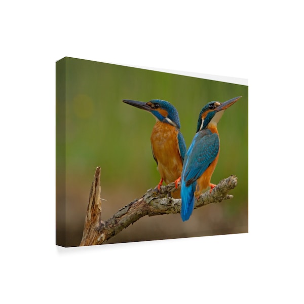 Stefan Benfer 'Kingfisher Birds' Canvas Art,14x19
